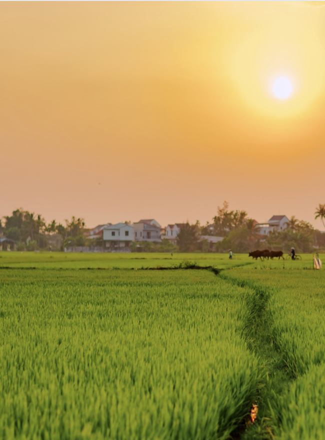 4 most gorgeous paths to explore Hoi An rice fields